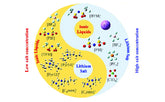 What is electrolyte lithium salt?